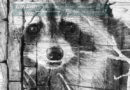 Black and white raccoon art